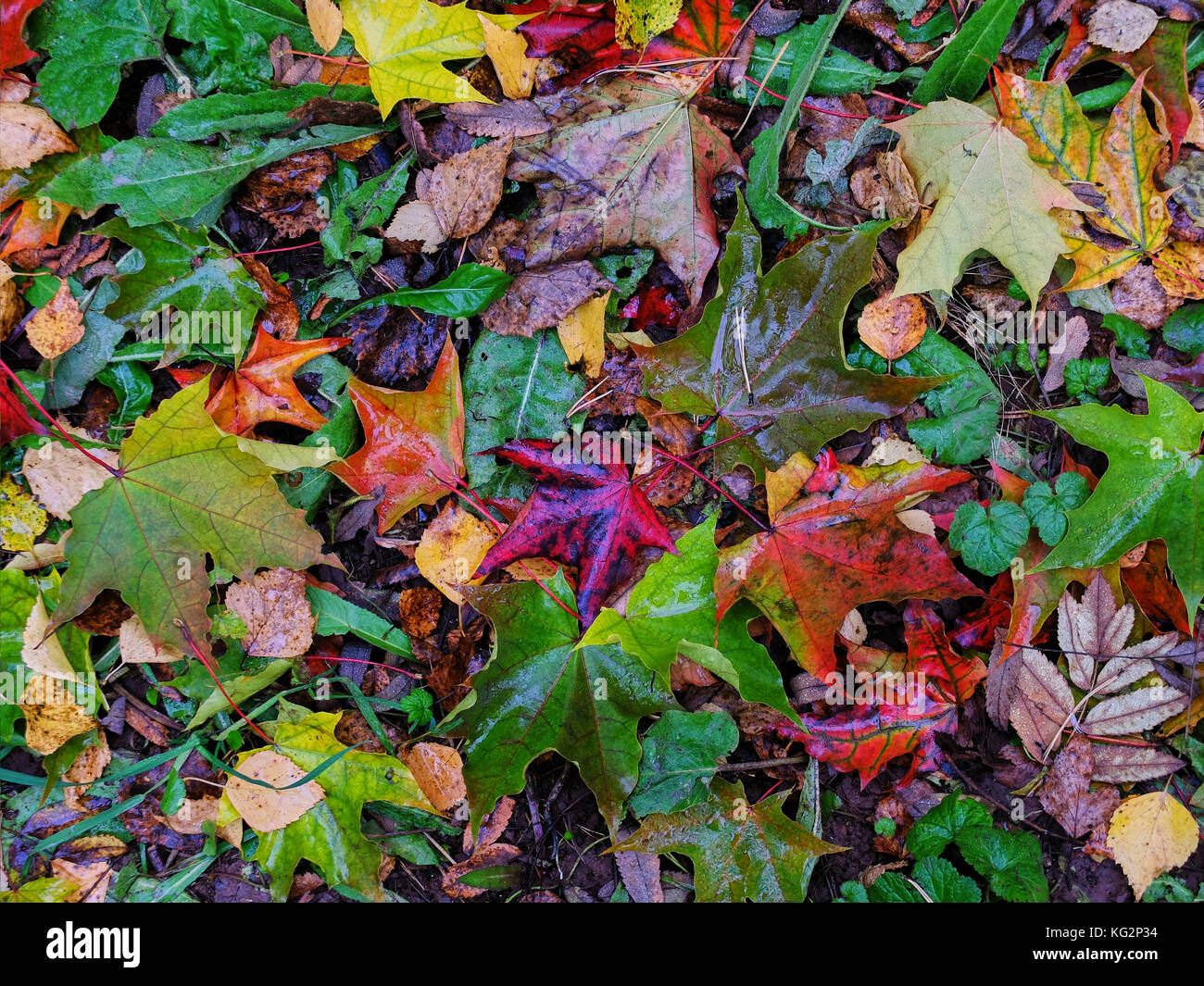 With grass like leaves hi-res stock photography and images - Alamy