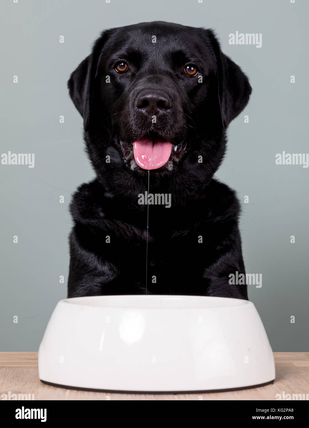 Black lab diet hot sale