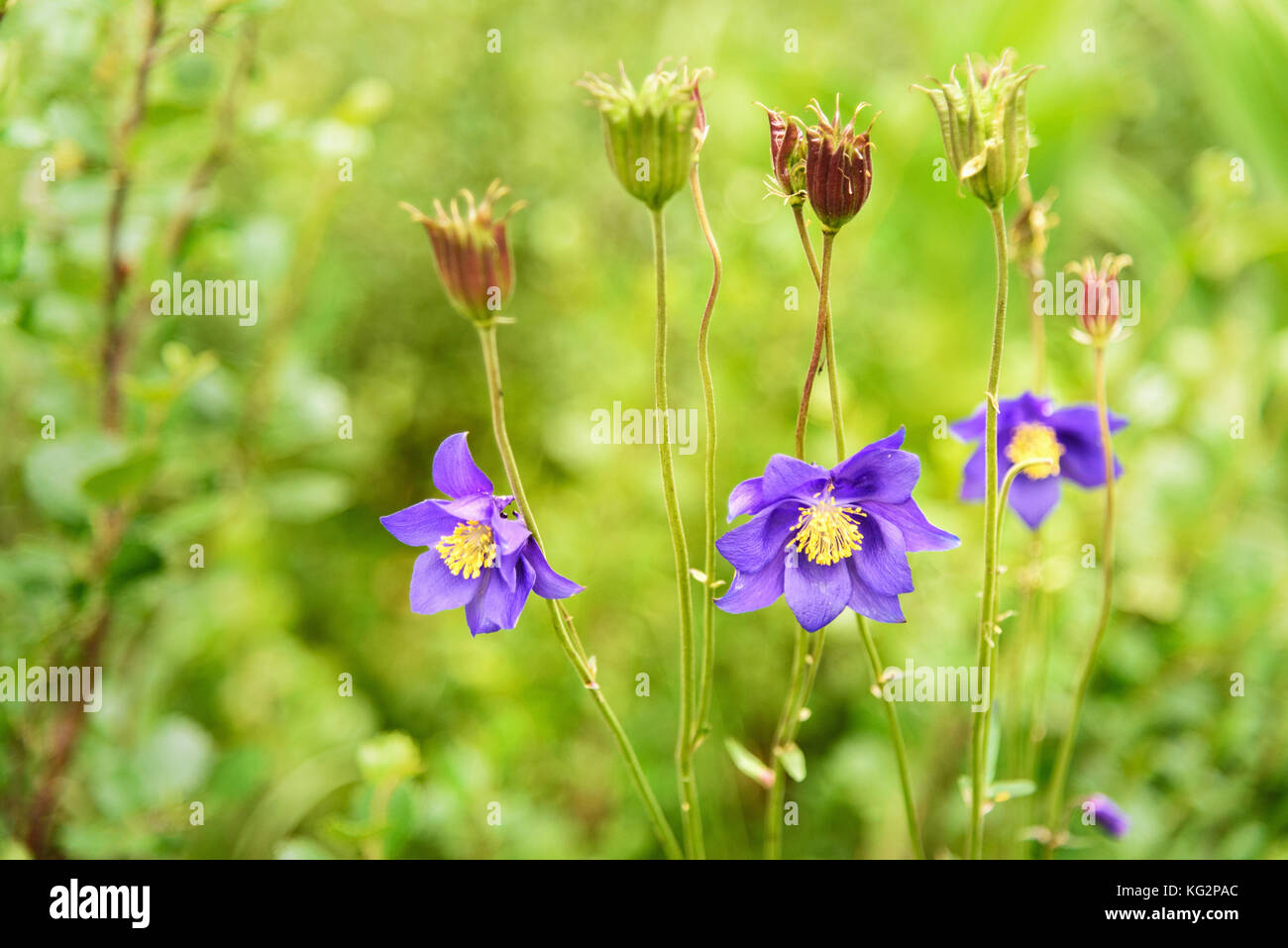 Aquilegia glandulosa flower. Karakol lakes in Iolgo Range. Altai Republic, Siberia. Russia Stock Photo