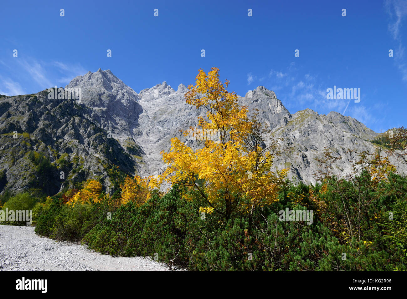 golden maple tree at Wimbachgries valley, Berchtesgaden national park, Bavaria, Germany, with Mt. Hochkalter Stock Photo