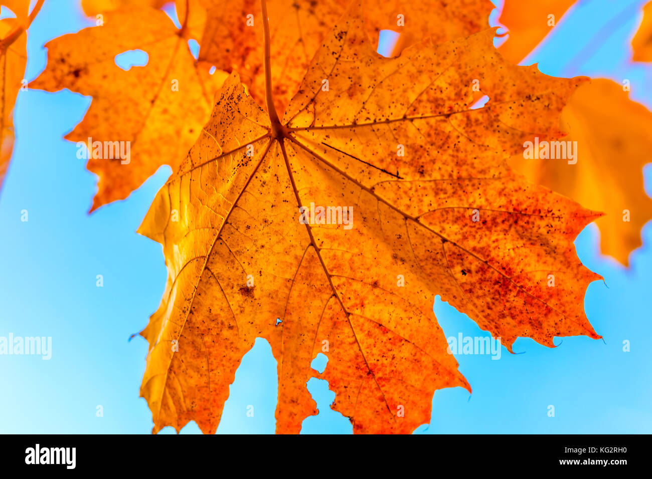 Bright Orange Maple Leaf Against Clear Blue Autumn Sky Stock Photo - Alamy