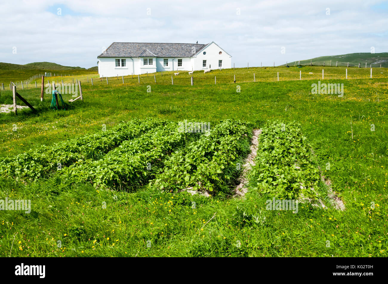 Vegetables growing in lazy beds on isle of Barra in Outer Hebrides Stock Photo