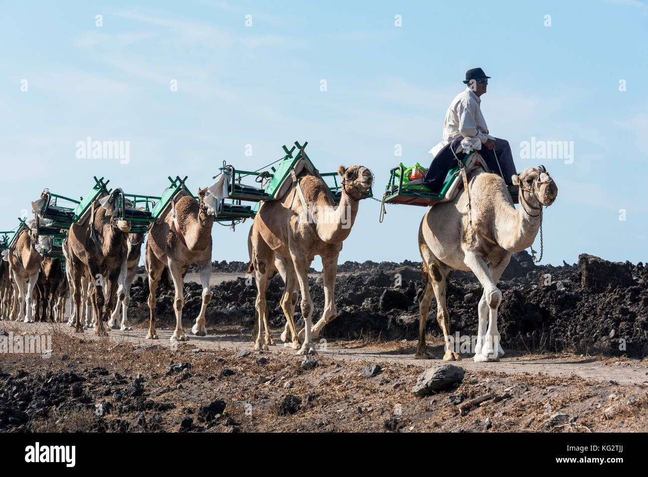 Camels returning from ther day's work transporting passengers round the volcanic Timanfaya National Park in Lanzarote, Canary silands. Stock Photo