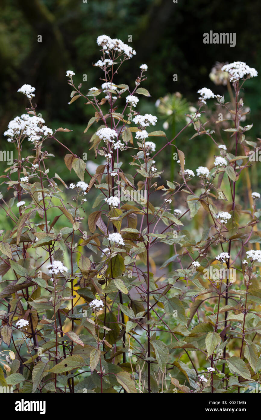 White Autumn flowers of the upright hardy perennial, Ageratina altissima 'Chocolate' Stock Photo