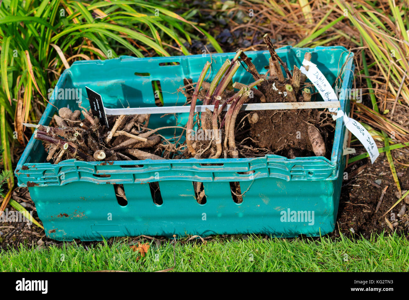 Autumn lifted and labelled Dahlia 'David Howard' tubers being prepared for frost free winter storage Stock Photo