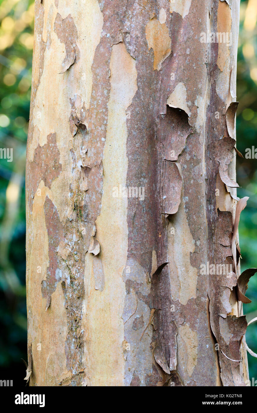 Peeling silvery, orange and grey bark on the branching trunk of the ornamental tree, Stewartia koreana Stock Photo