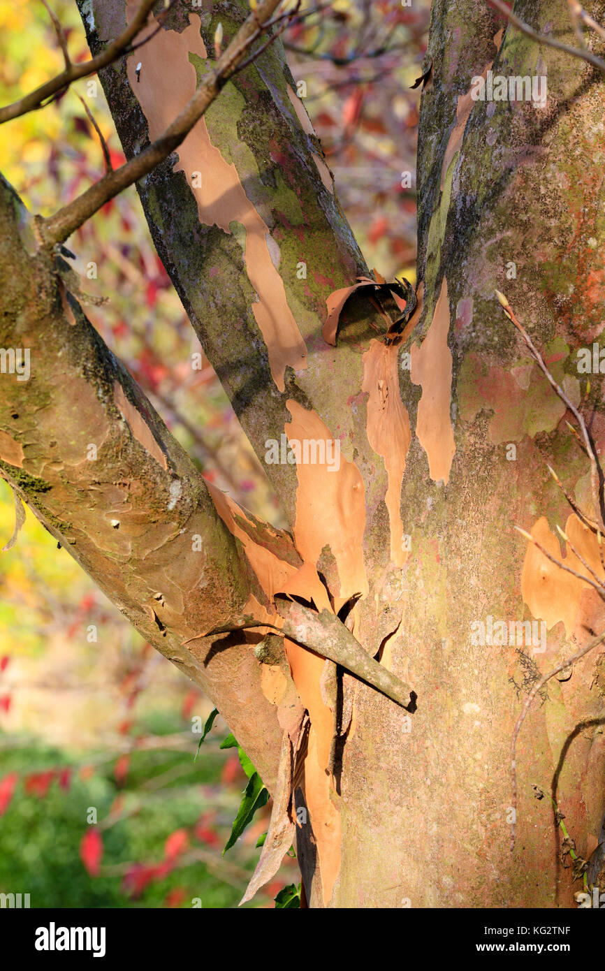 Peeling brown, orange and grey bark on the branching trunk of the ornamental tree, Stewartia pseudocamellia Stock Photo
