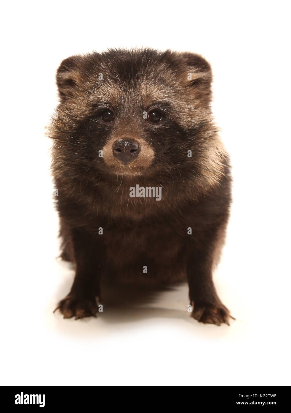 Raccoon dog studio cutout Stock Photo