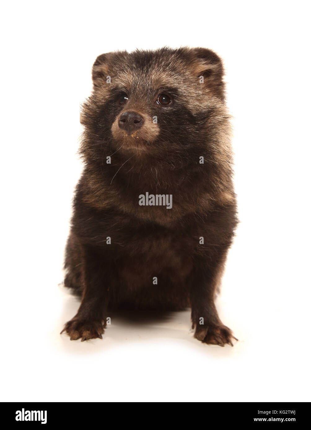 Raccoon dog studio cutout Stock Photo