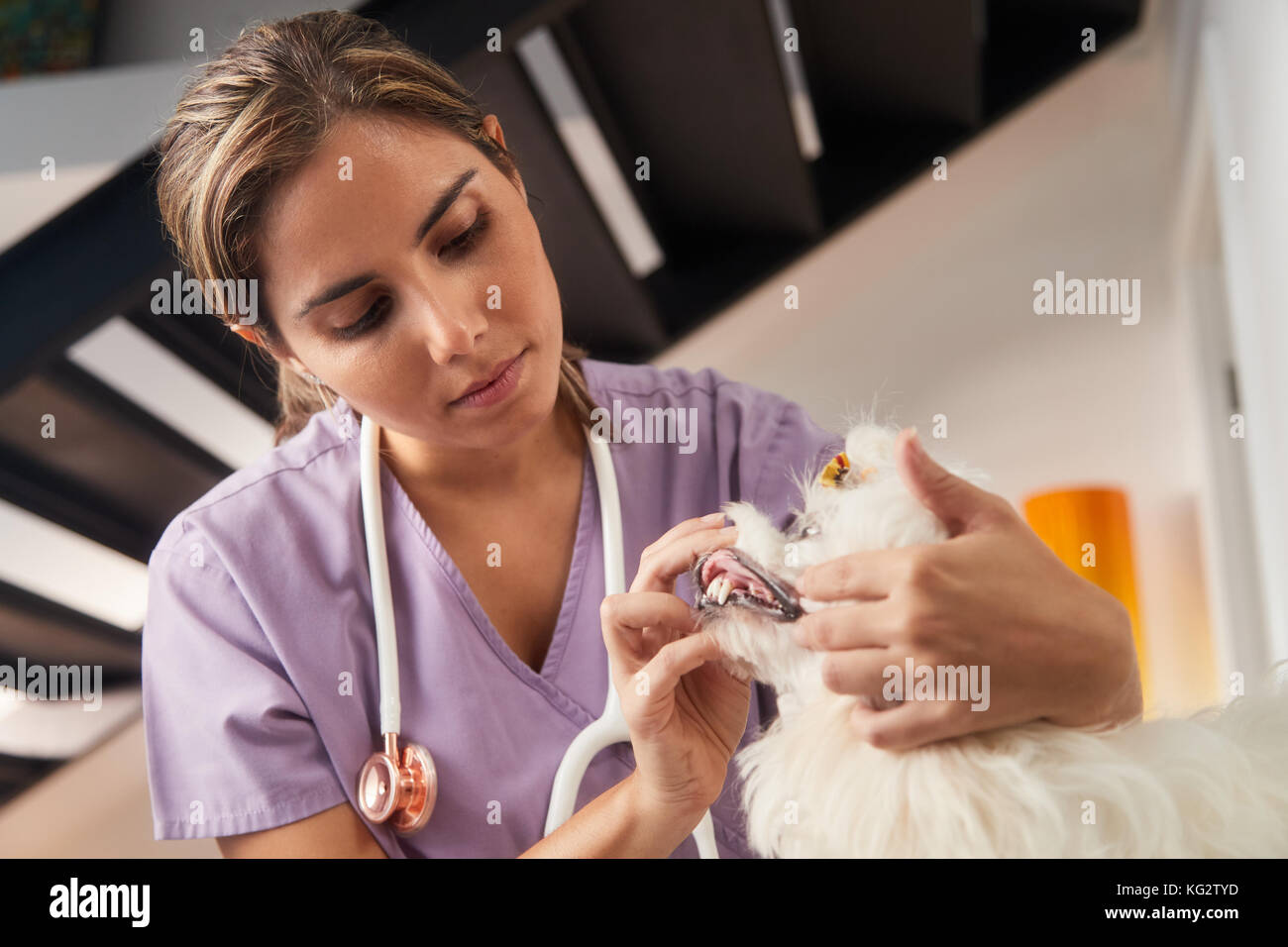 Young people and animal healthcare, female veterinary checking teeth