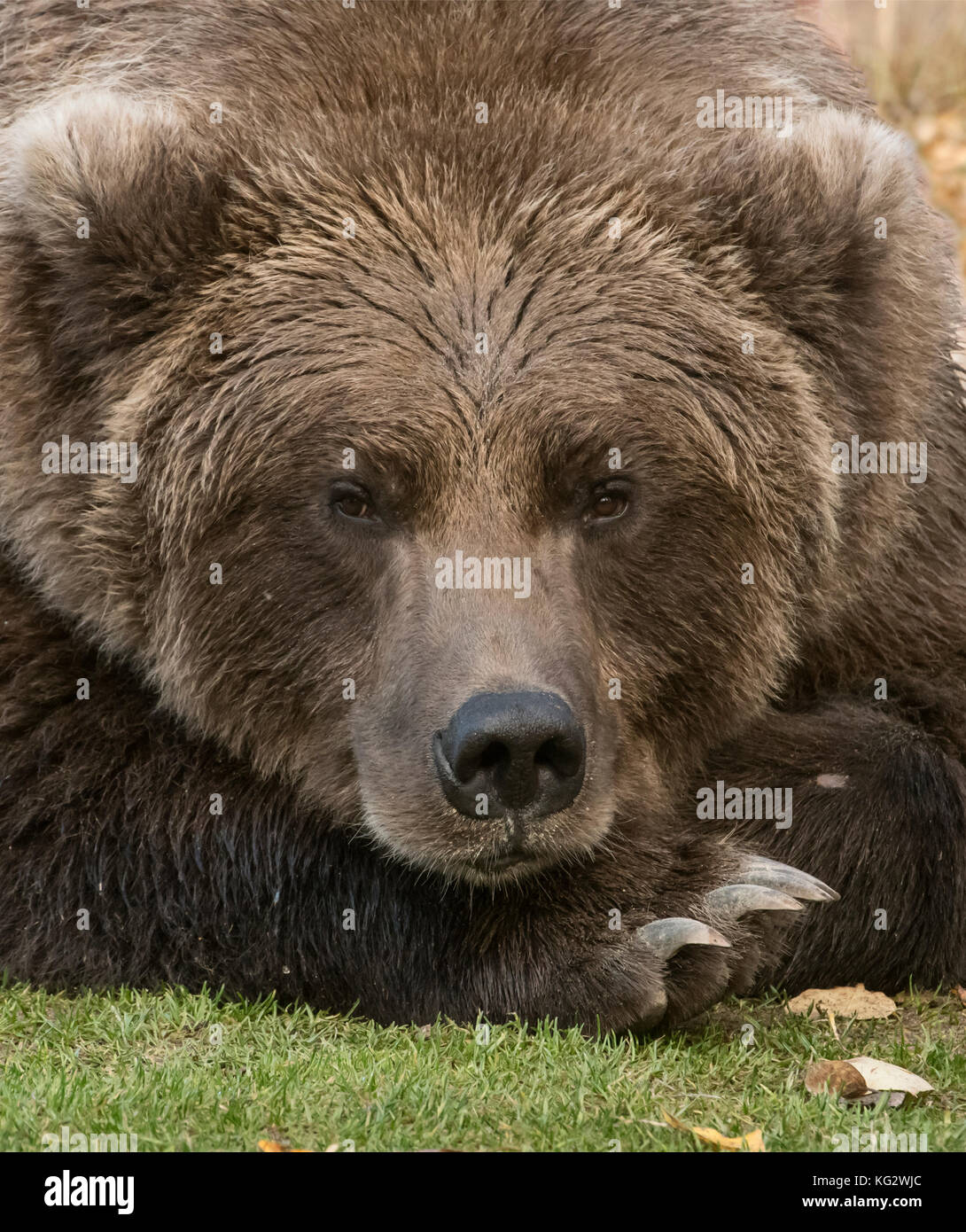 Brown Bear, sleeping, portrait, Katmai National Park, Alasks Stock Photo