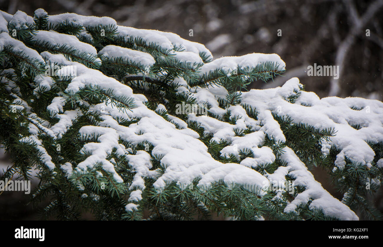 Conifer tree evergreen snow hi-res stock photography and images - Alamy