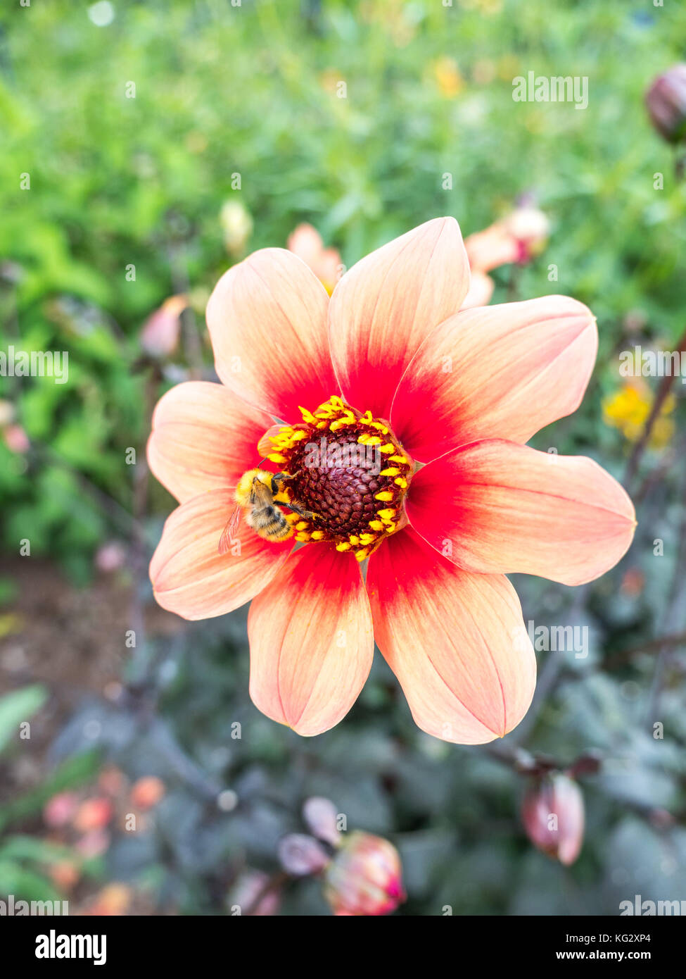 Beautiful macro photograph of single dahlia 'Moonfire' flower in a