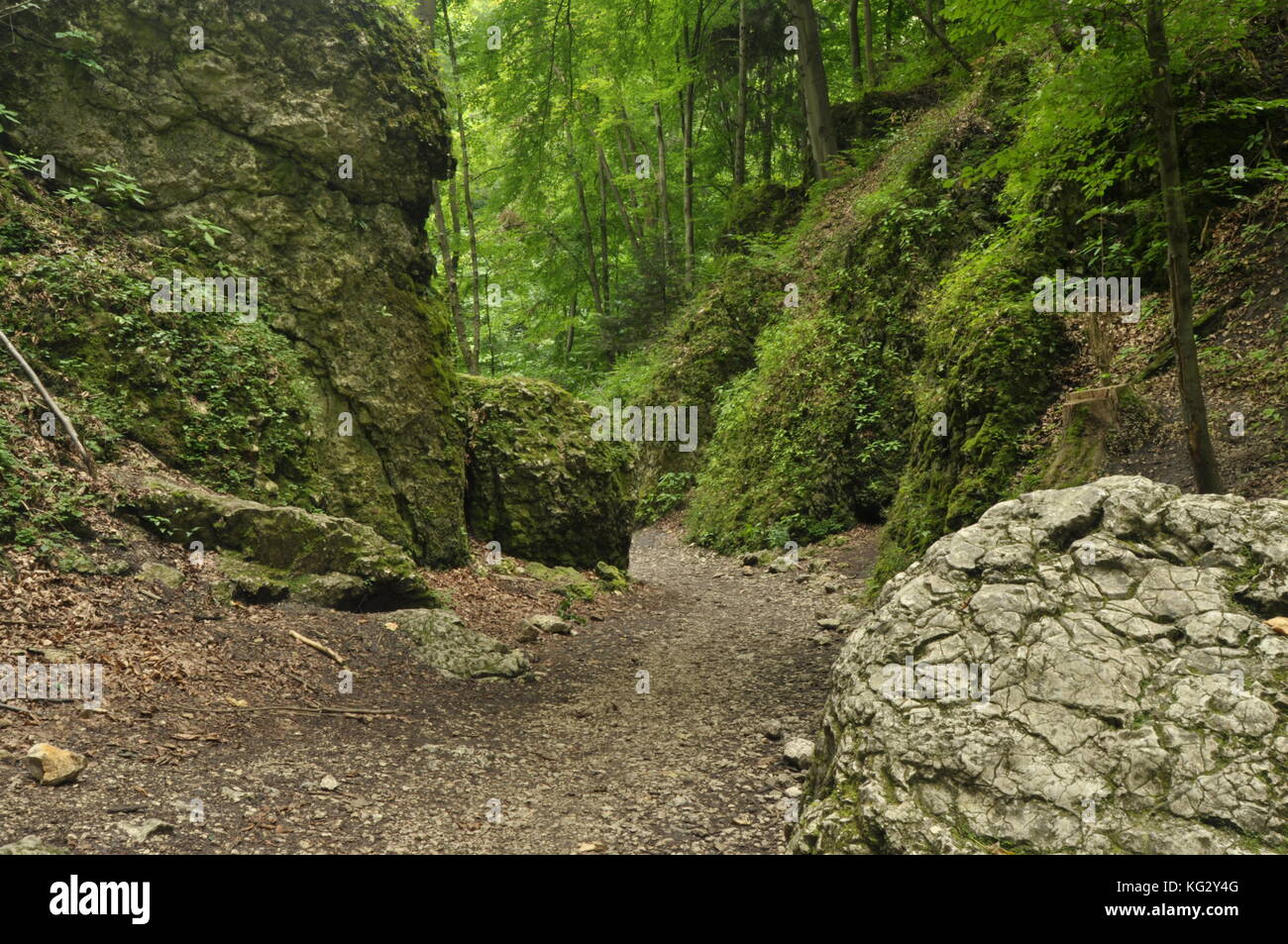 Hiking trail in the mountains. Path among the rocks in the beech forest. Tourism and recreation. Stock Photo