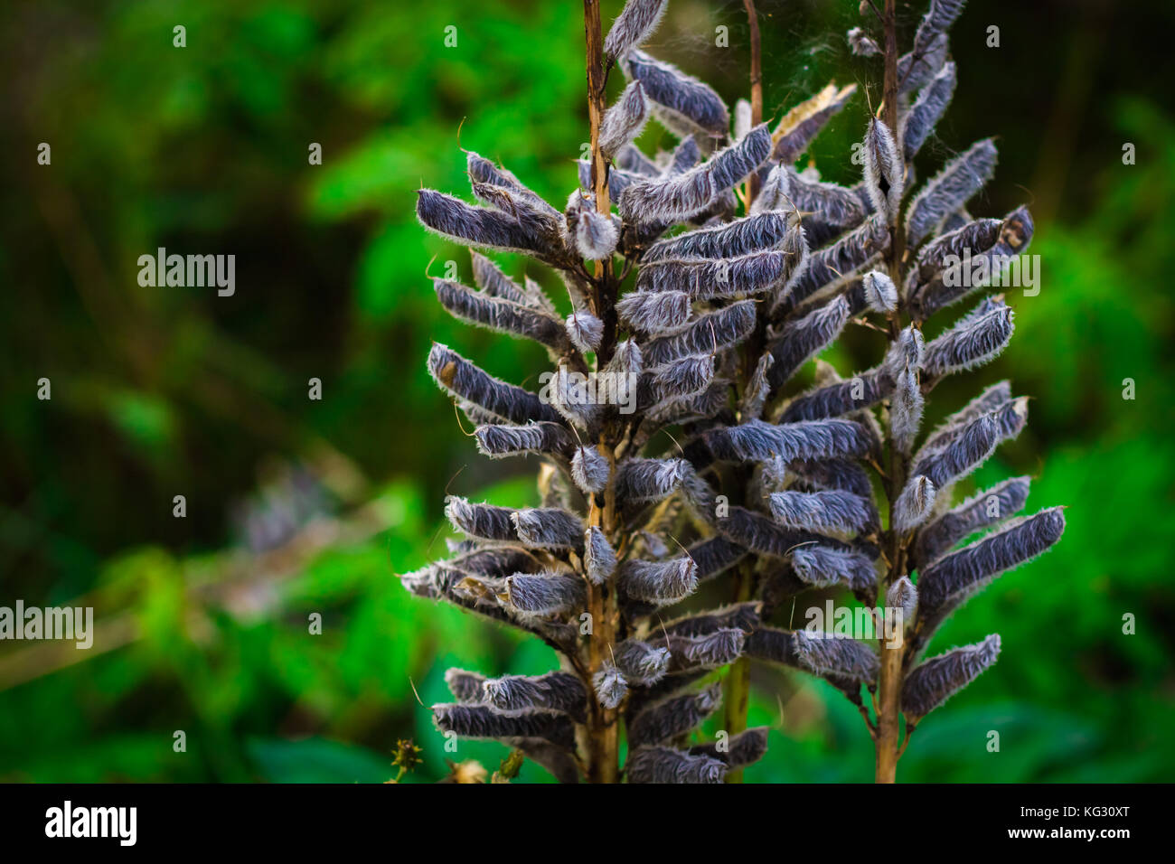 Seeds of lupine in the pods in the field Stock Photo