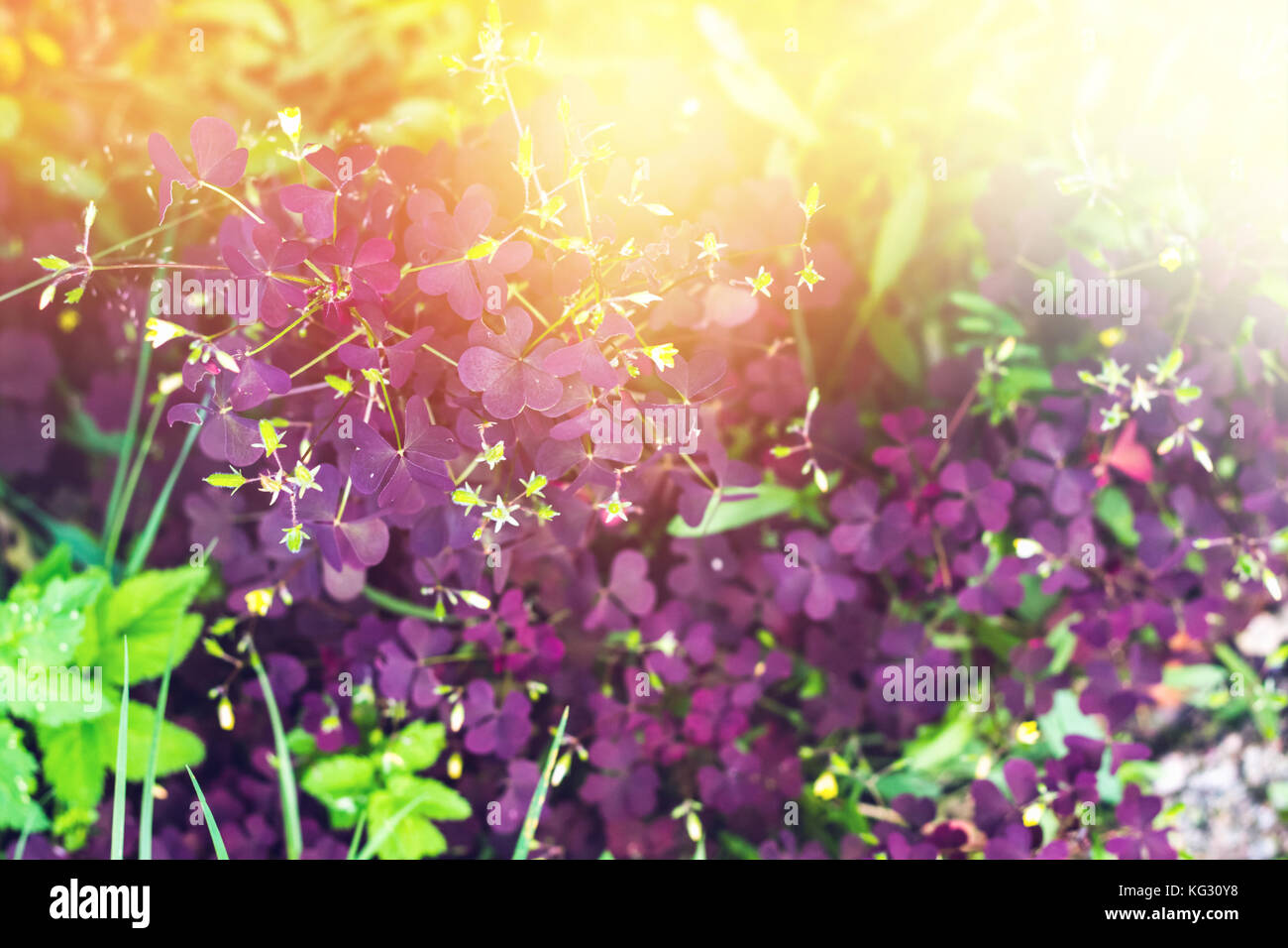 Oxalis triangularis. Purple Shamrock, Love Plant. Showing the dark