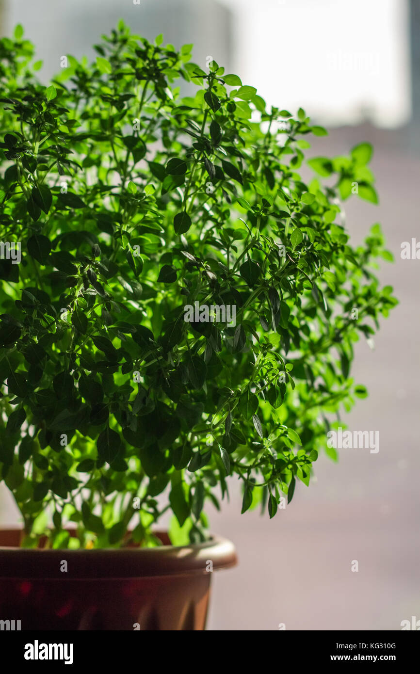 A bunch of green lemon basil on a white concrete table against a brick wall background. Stock Photo