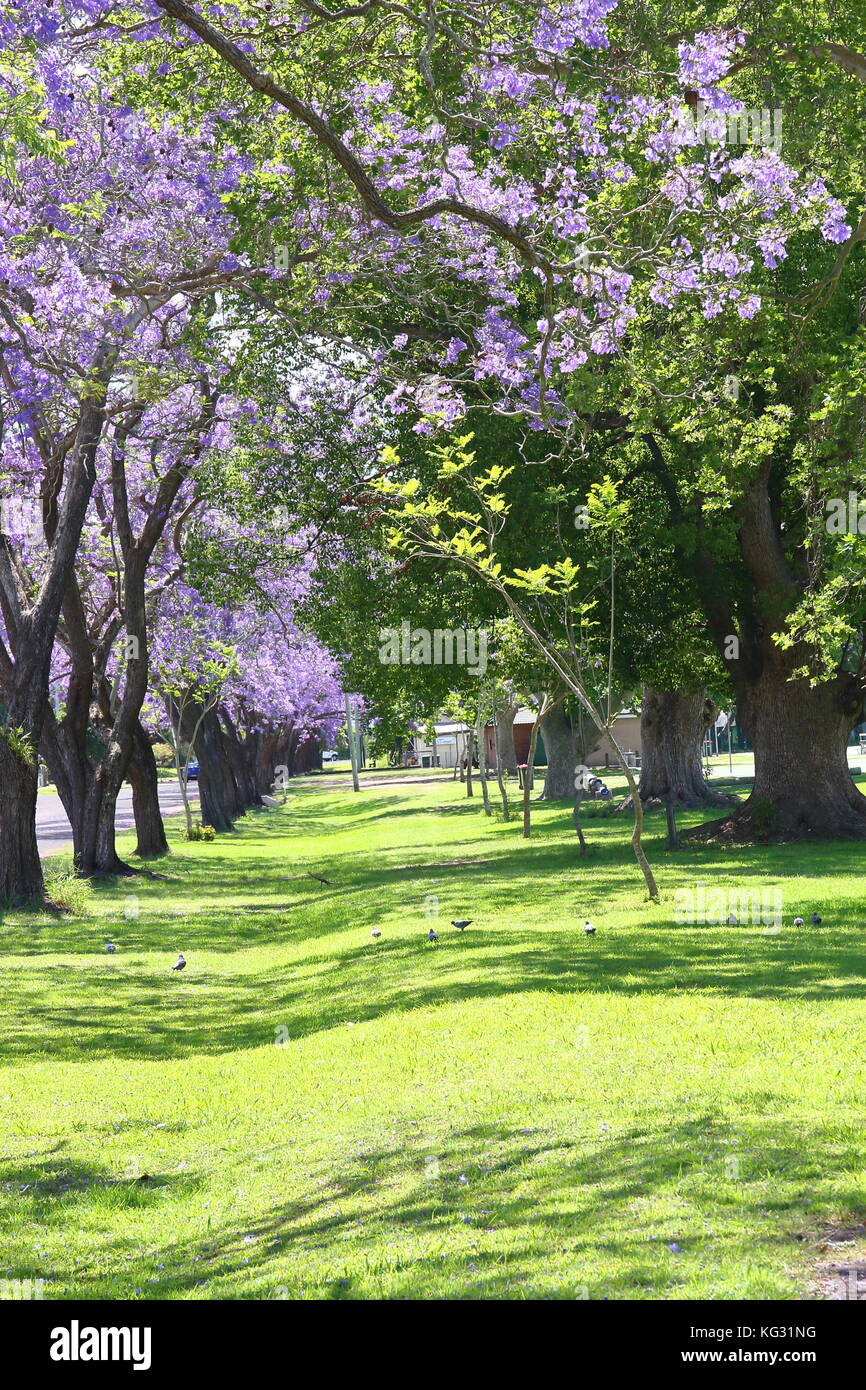 The famous Jacaranda trees of Grafton in their glorious mantle of