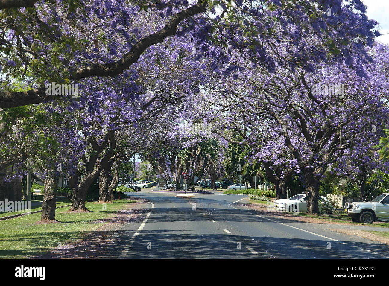 The famous Jacaranda trees of Grafton in their glorious mantle of purple color, bring in masses