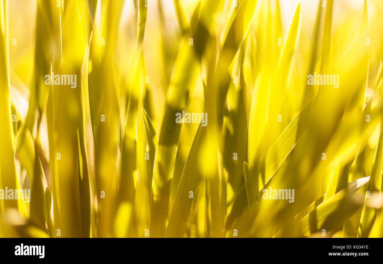 Evening landscape sunset in the meadow, on the grass and yellow plant. Soft selective focus. Stock Photo