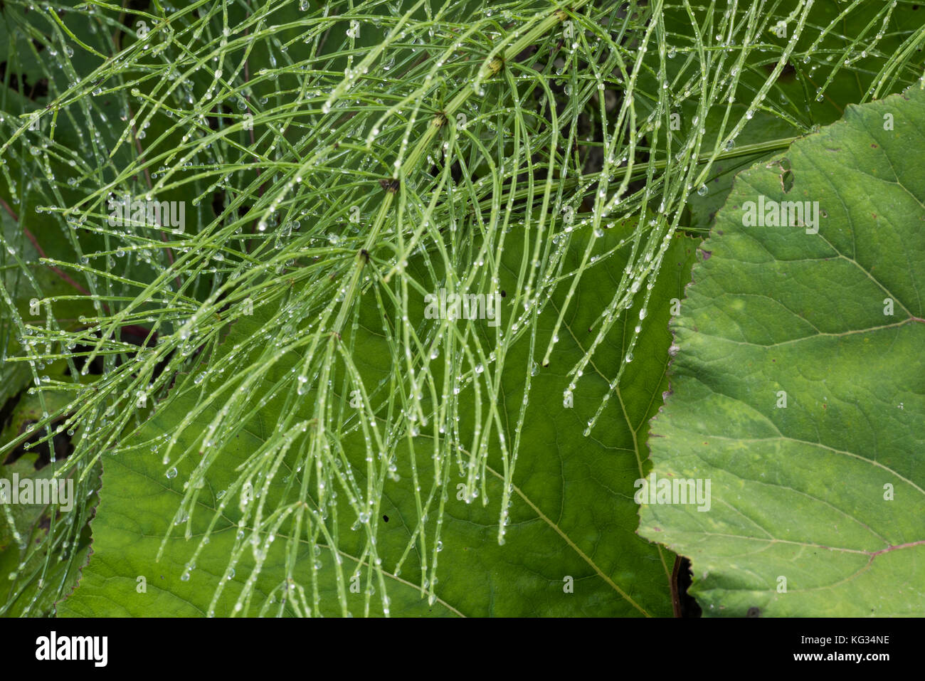 Leaves of horsetail Equisetum in the morning with dew drops. Stock Photo