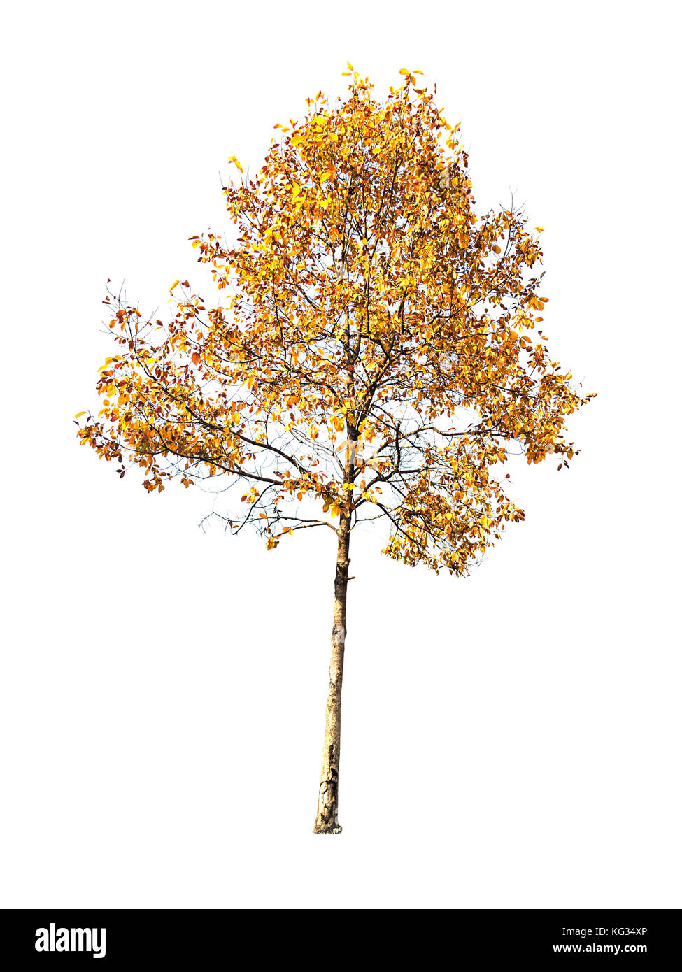 A big yellow tree isolated on white background Stock Photo Alamy