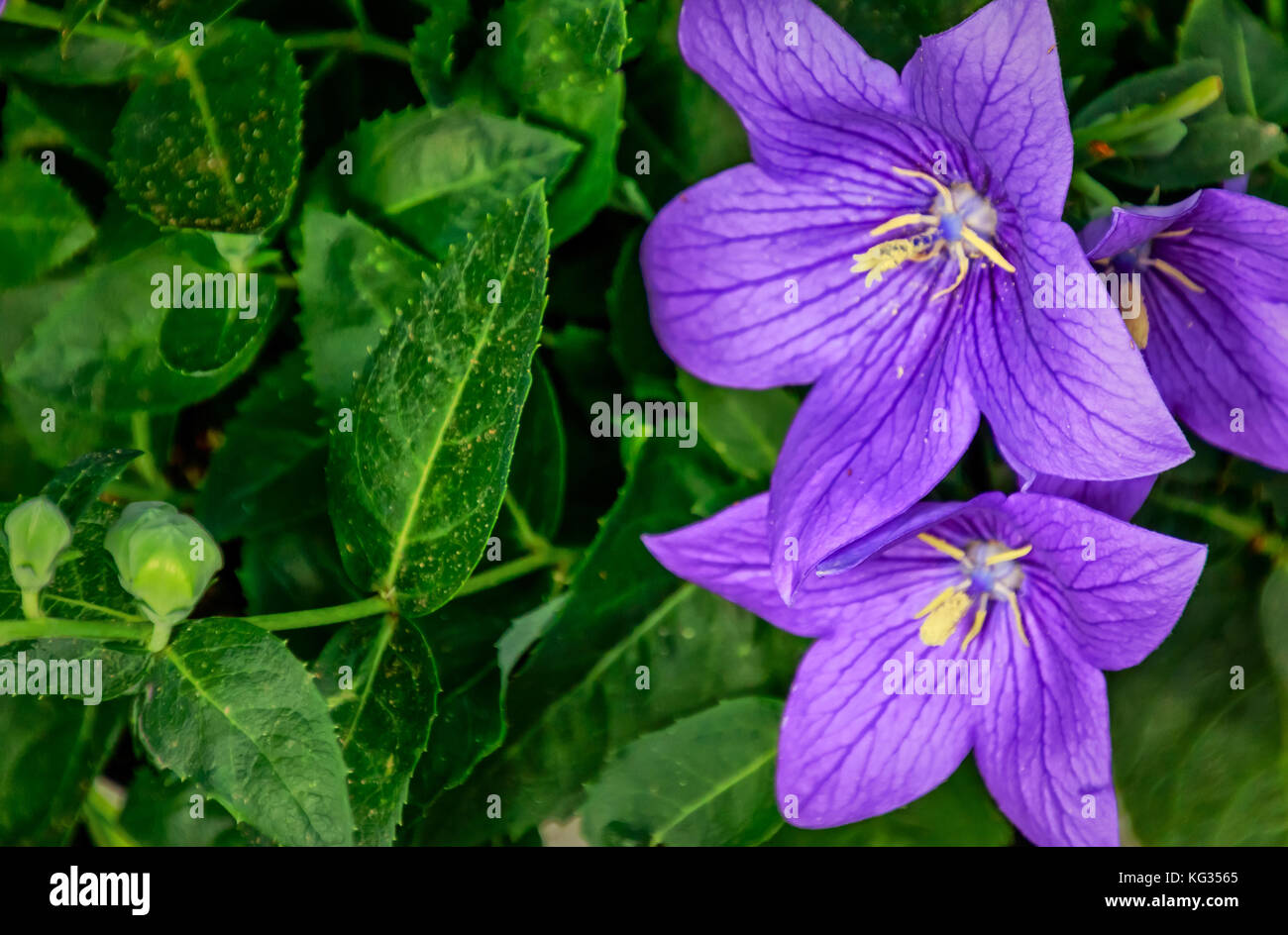 Platycodon grandiflorus, called balloon flowers, their unopened buds