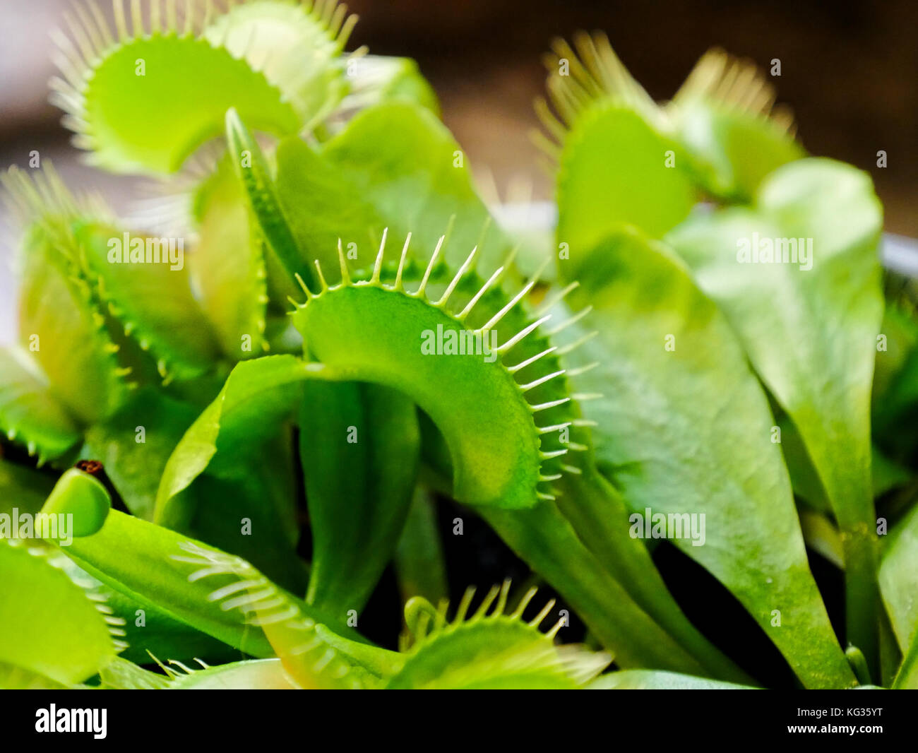 A bright green carnivorous plant. Flower catches small animals with a sharp trap. Stock Photo