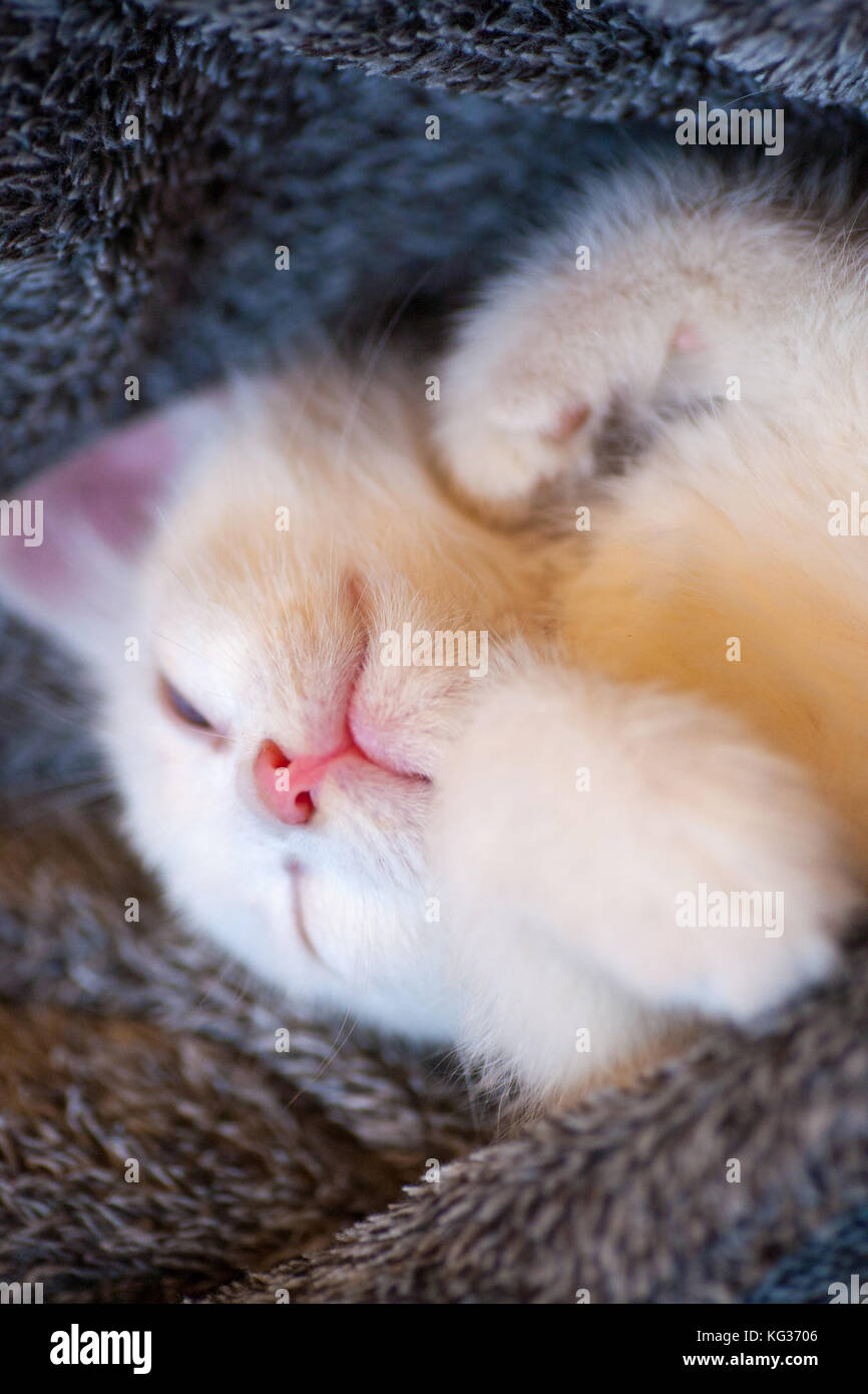 Cute little ginger kitten is sleeping in soft blanket on wooden floor ...