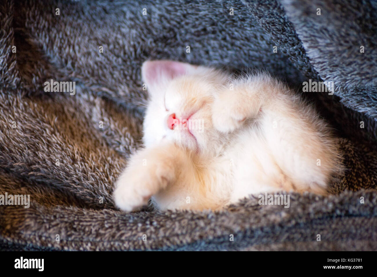 Cute little ginger kitten is sleeping in soft blanket on wooden floor ...