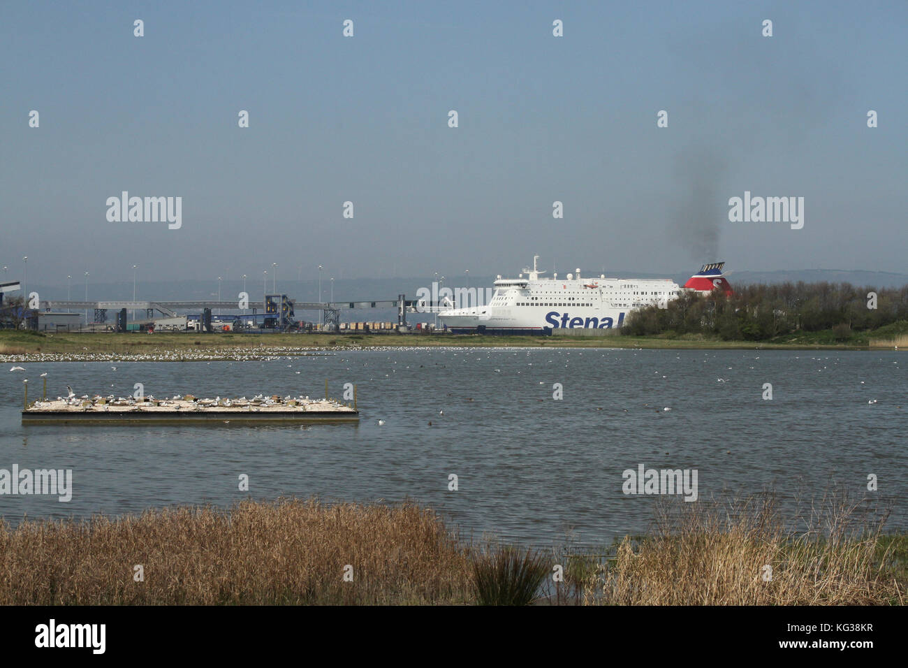 Nesting raft on The RSPB reserve at Belfast Harbour with Stena Ferry in ...
