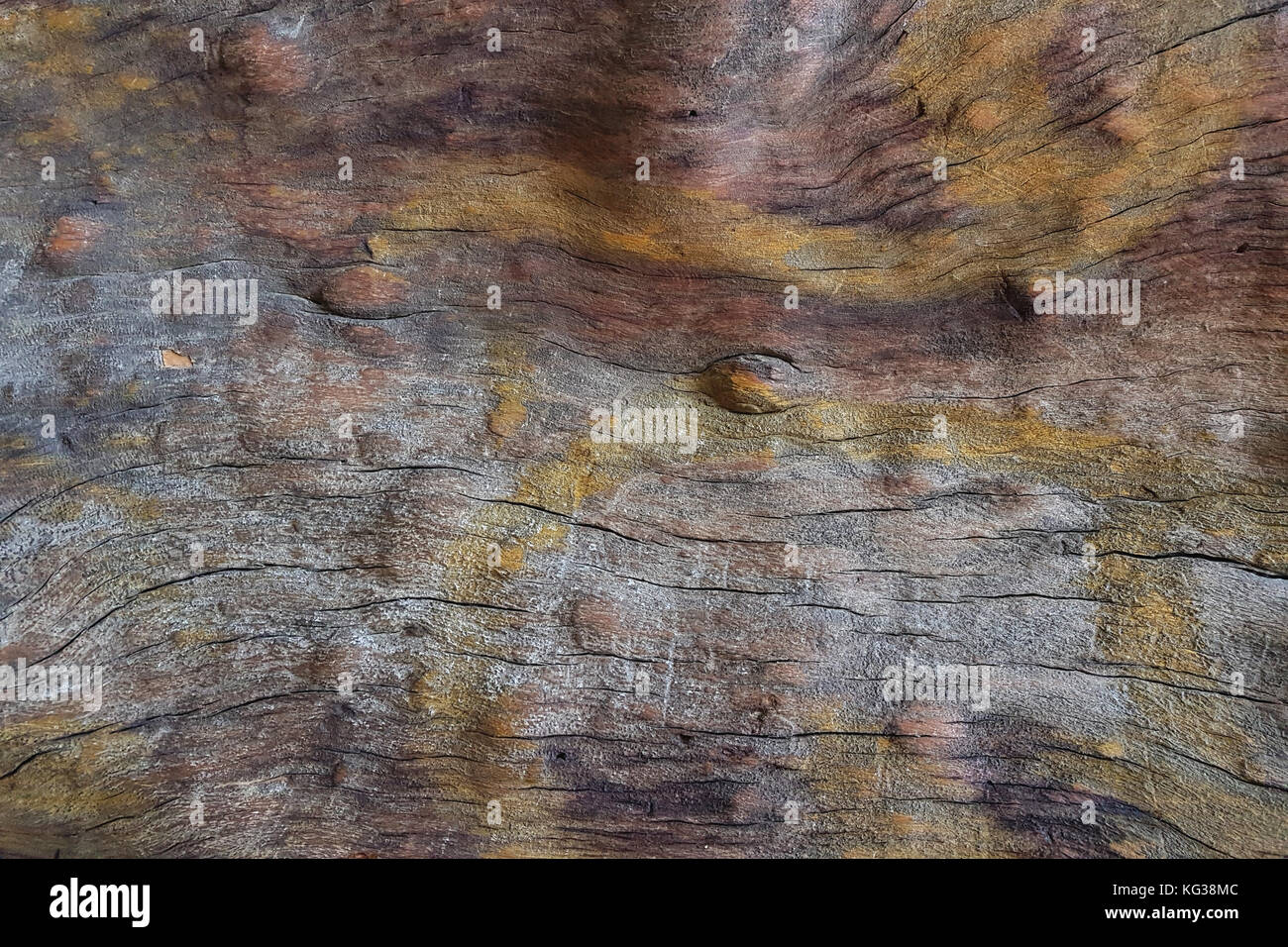 The surface is an old living tree, with veins and cracks, a light brown