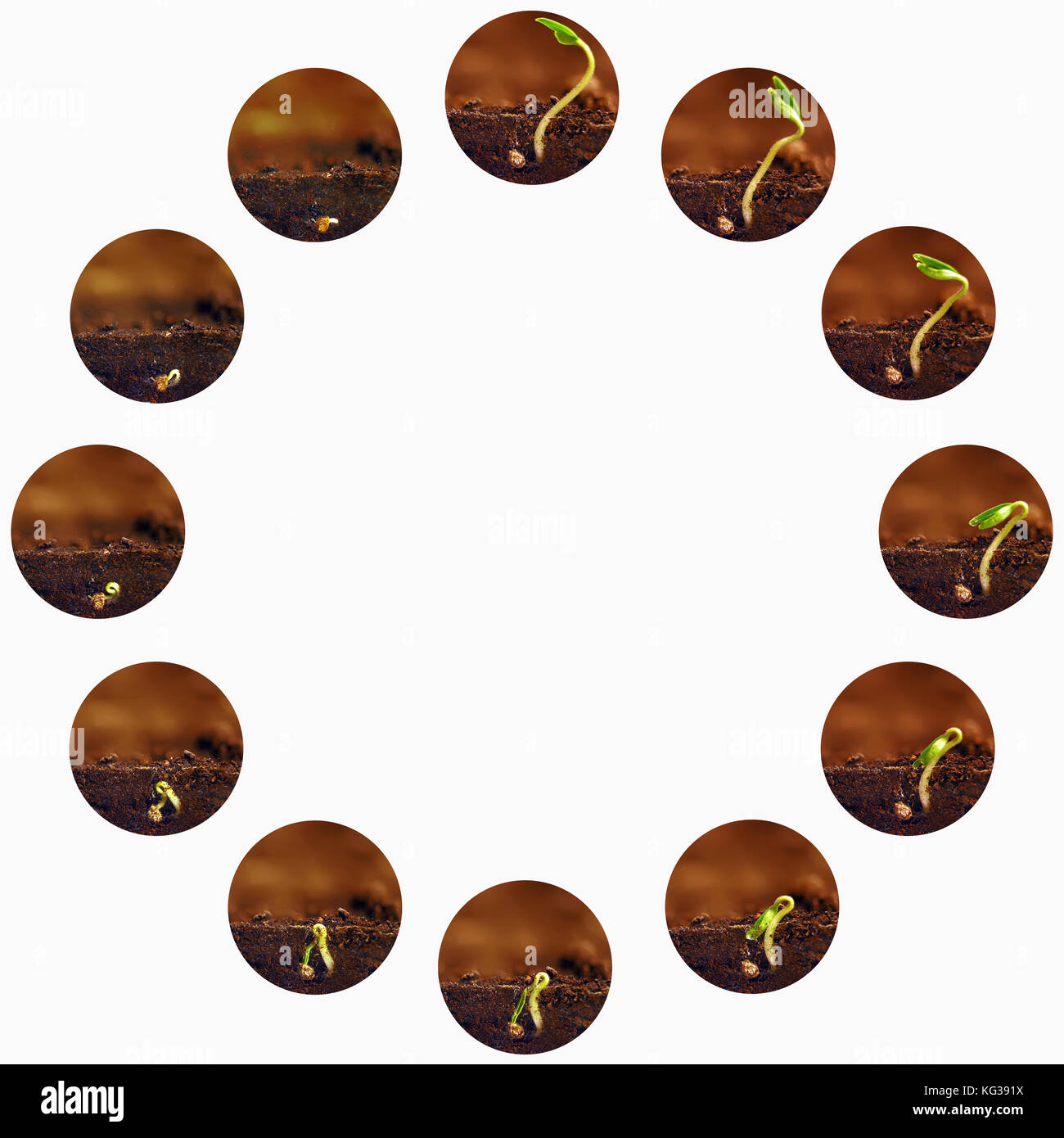 Seedlings growing. Plants grow stages. Seedlings growth periods Stock