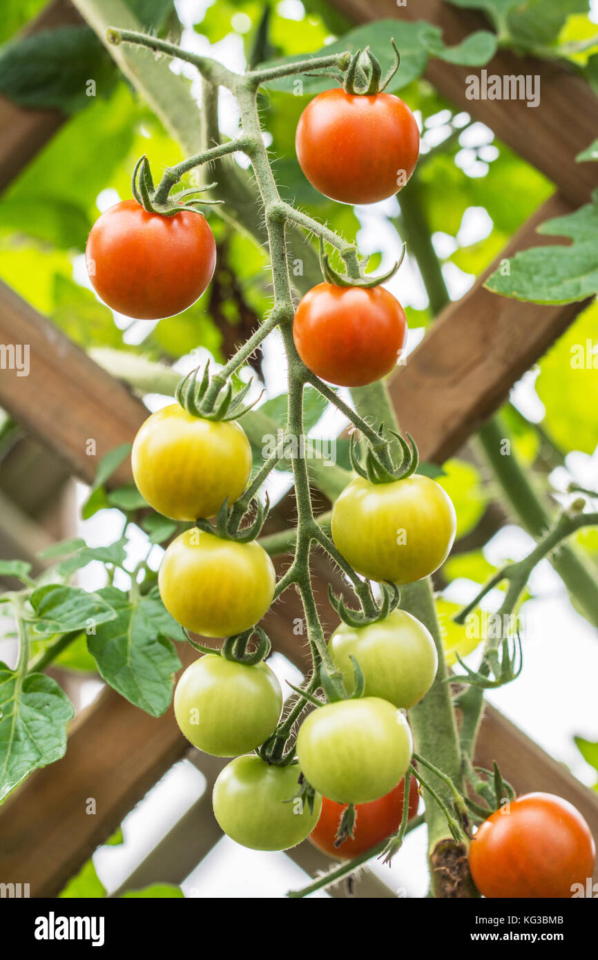 Bunch of red and green cherry tomatoes growing on trellis in a garden ...