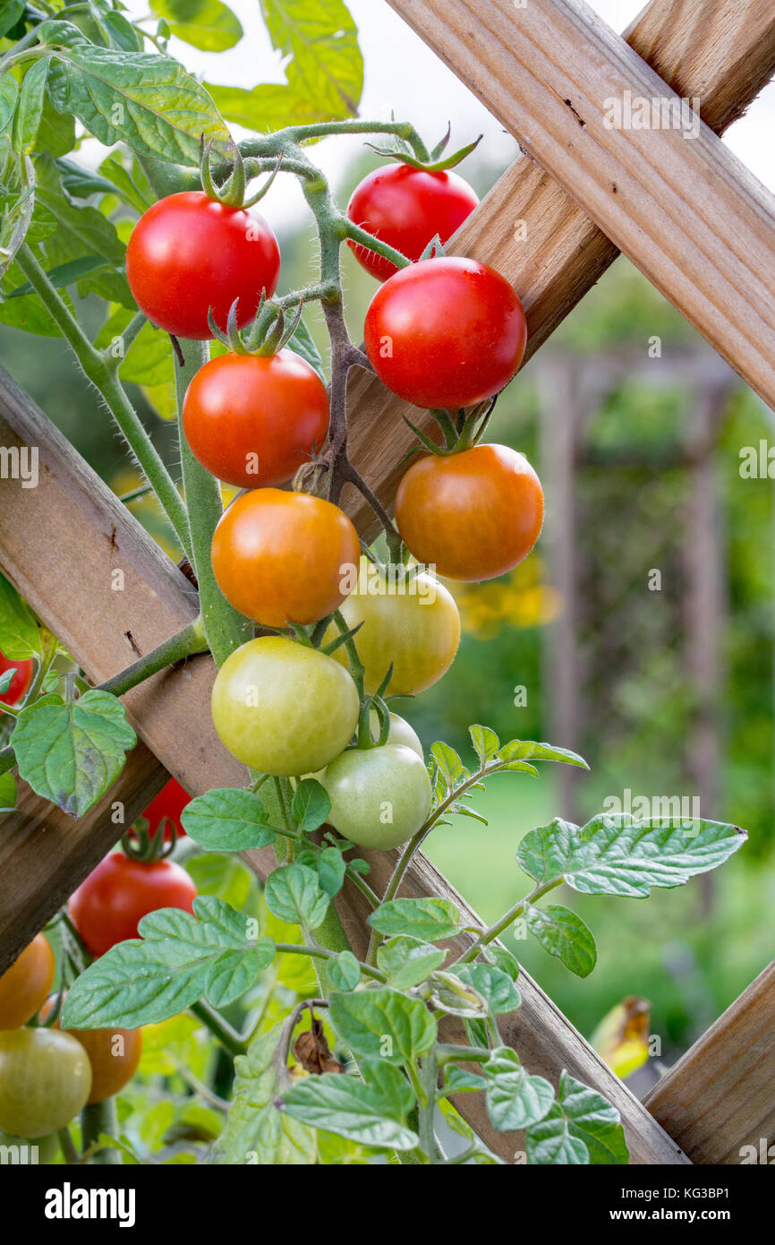 Bunch of red, orange and green cherry tomatoes growing on trellis in a  garden - nicely shaped leaves Stock Photo - Alamy