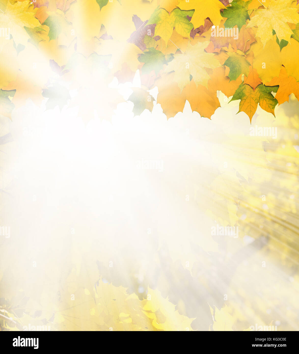 Beautiful autumn background with maple leaves Stock Photo - Alamy