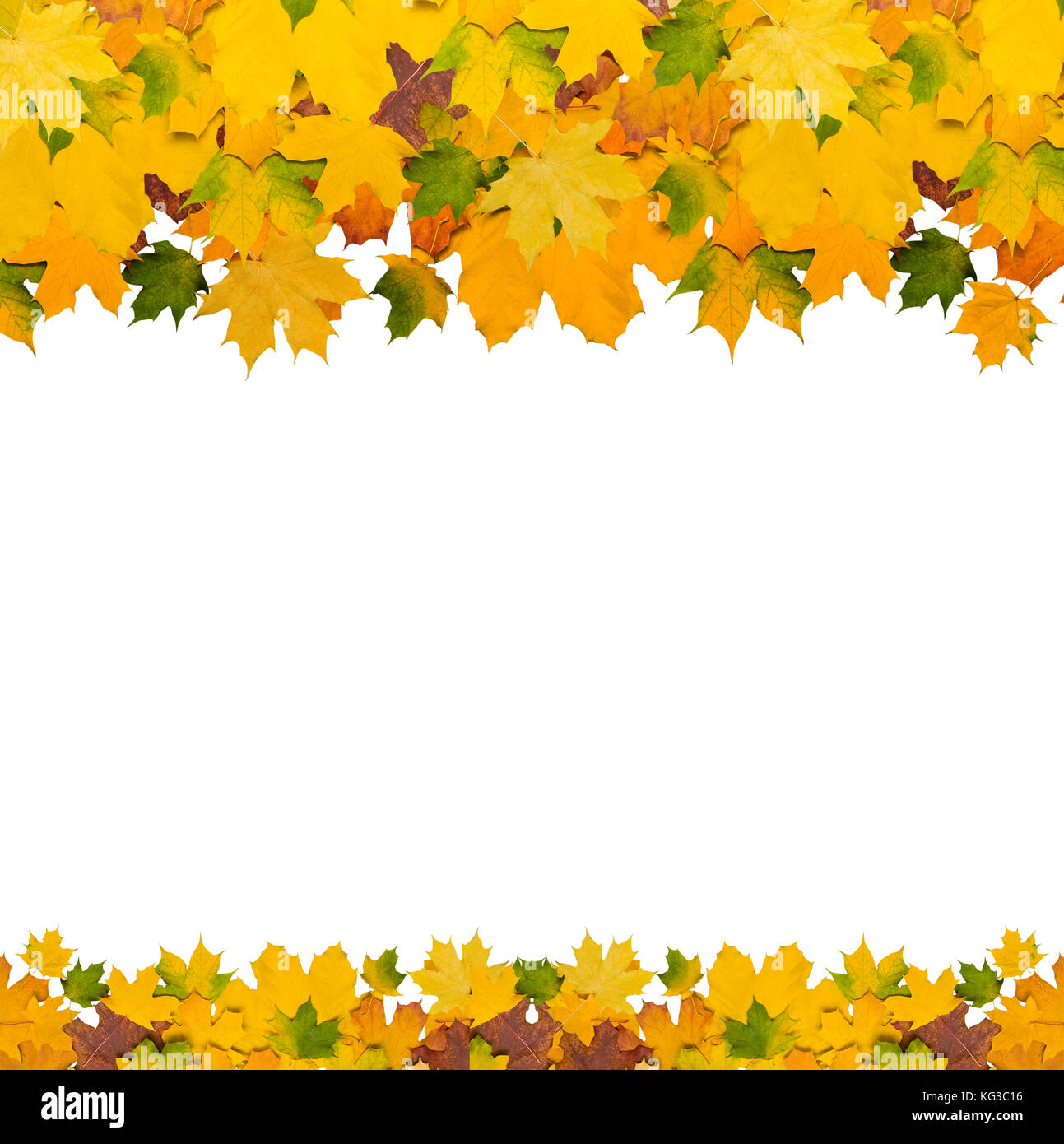 Autumn leaves on white background on border of photo Stock Photo - Alamy