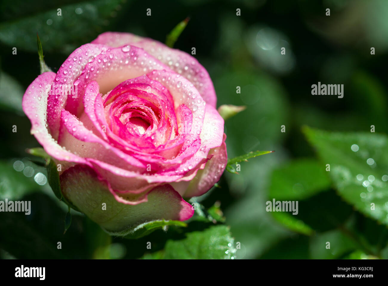 White rose with drops hi-res stock photography and images - Alamy