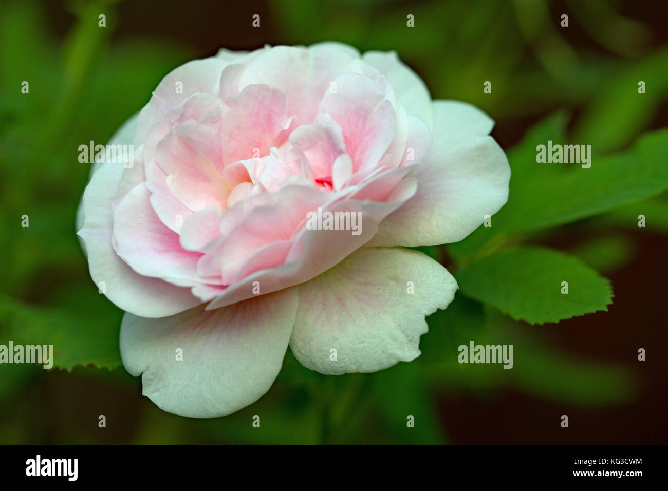Closeup of beautiful pink rose flower on a rose bush Stock Photo - Alamy