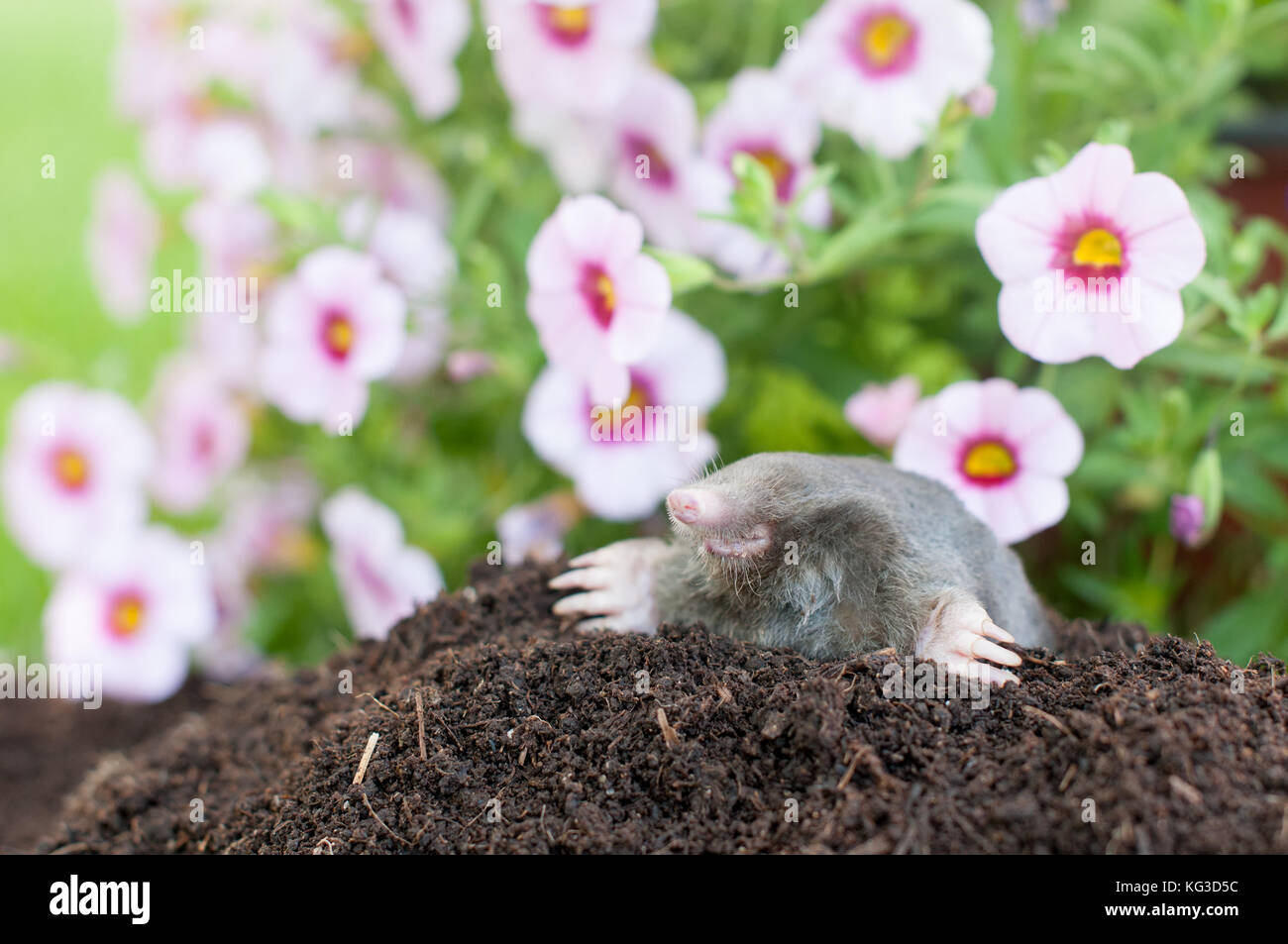 Mole out of it's hole infront flowers Stock Photo Alamy