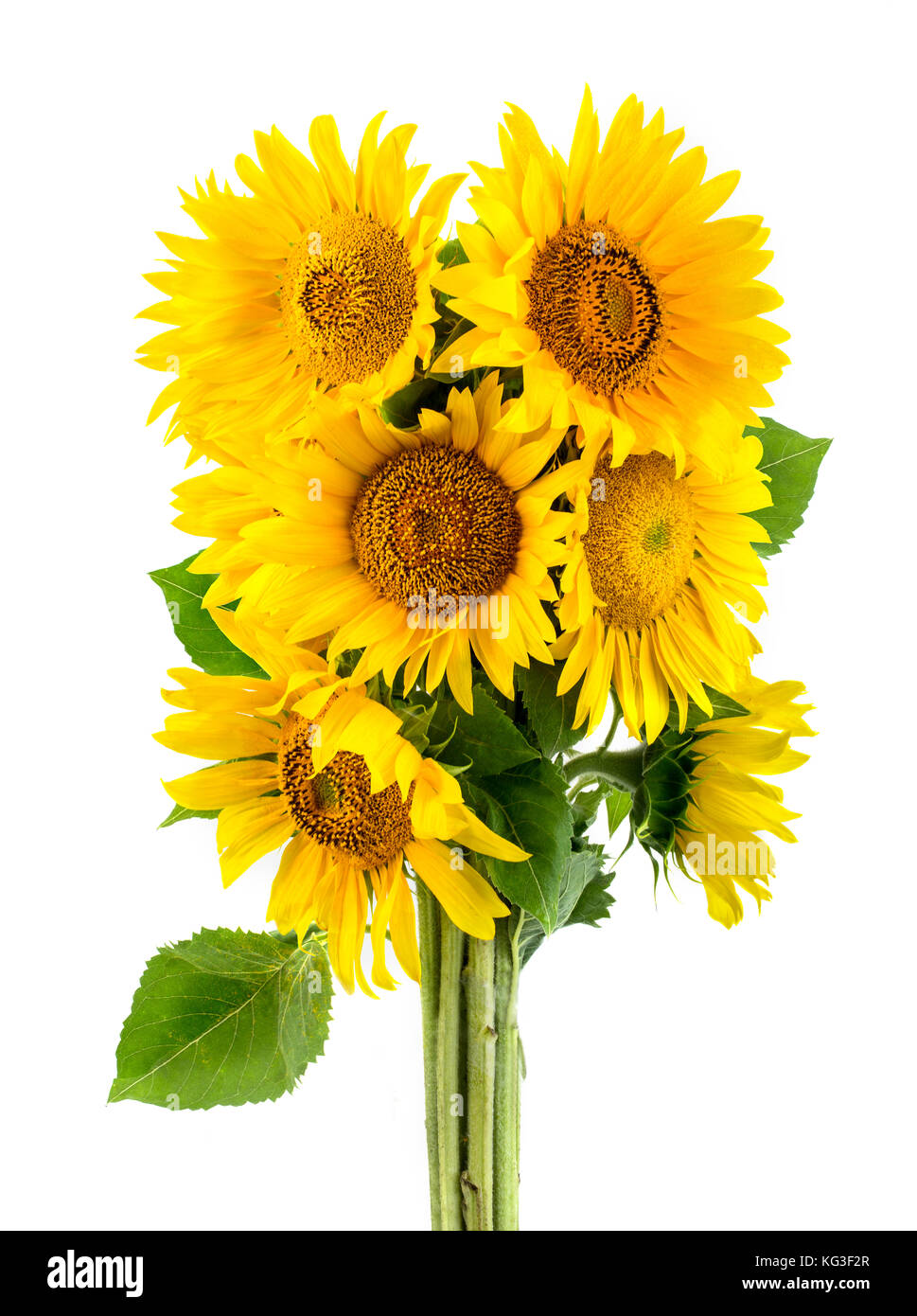 sunflower isolated on white background Stock Photo - Alamy