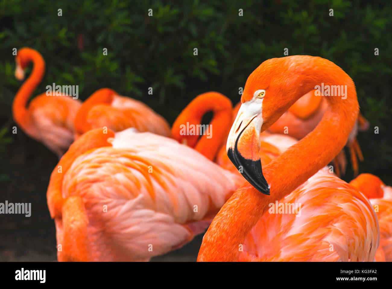 Flamingoes (Phoenicopterus ruber) Stock Photo