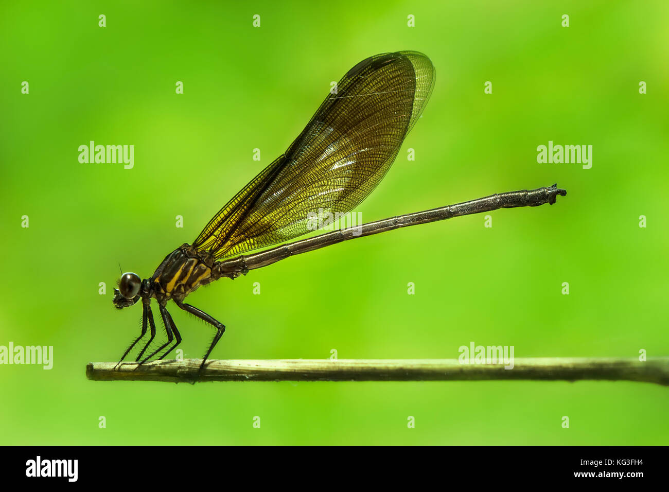 Green Yellowish Dragonfly/Damselfly/Zygoptera perches on bamboo stem Stock Photo