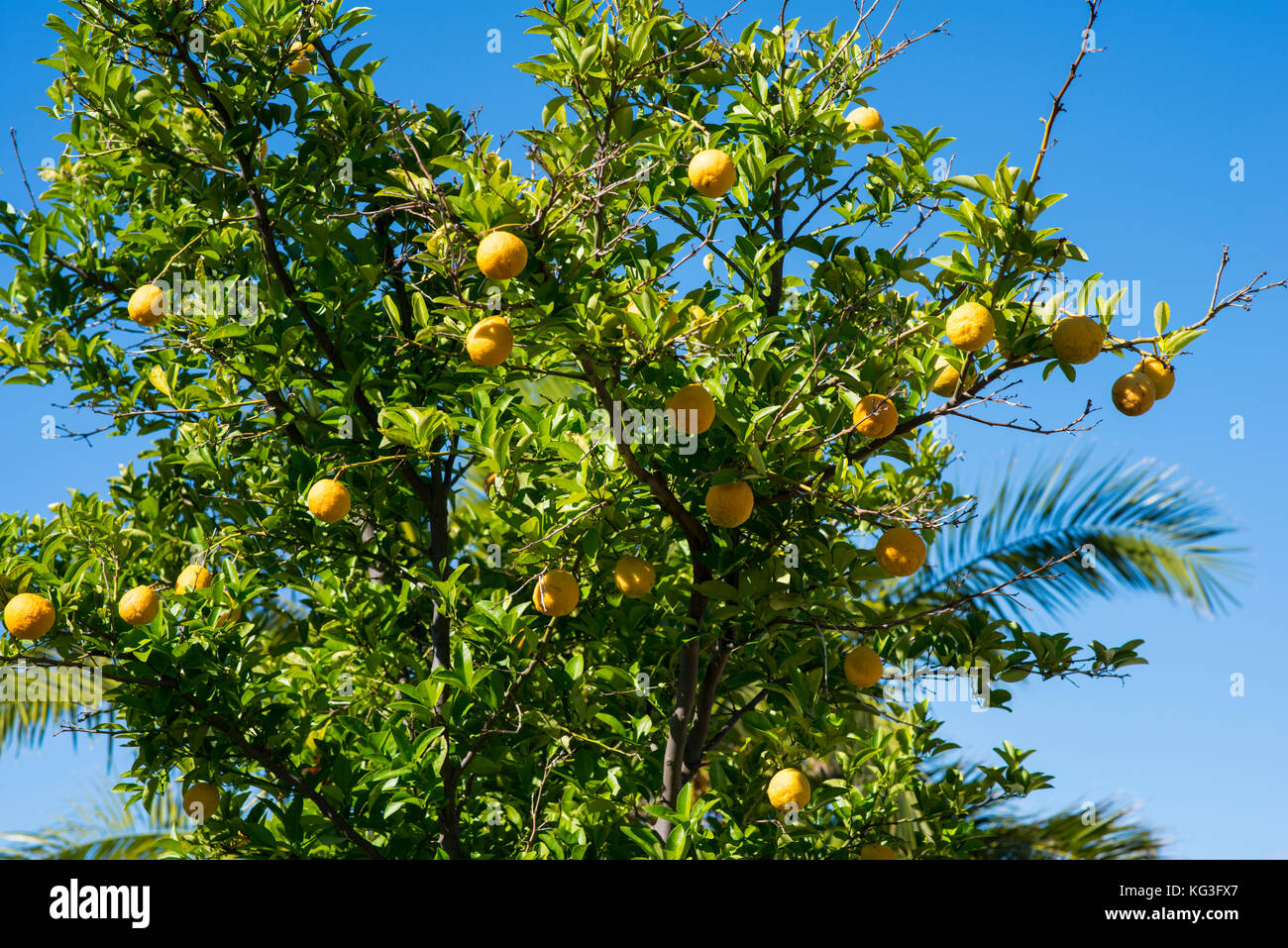 Lemon tree and fruit. Lemons grow well in Australia and are often garden ornamental trees used for convenient culinary supplies and to provide shade. Stock Photo
