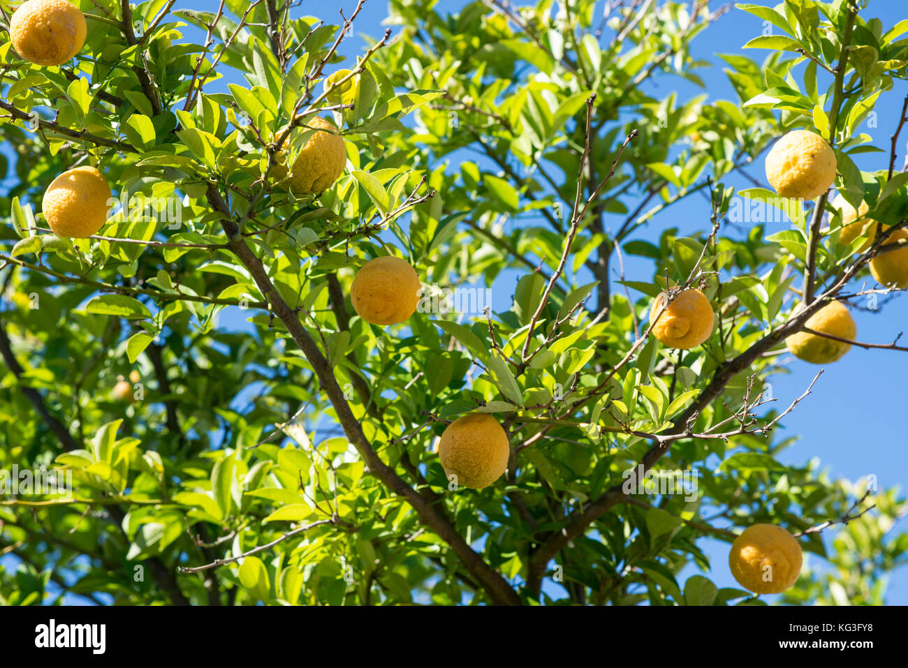 Lemon tree and fruit. Lemons grow well in Australia and are often garden ornamental trees used for convenient culinary supplies and to provide shade. Stock Photo
