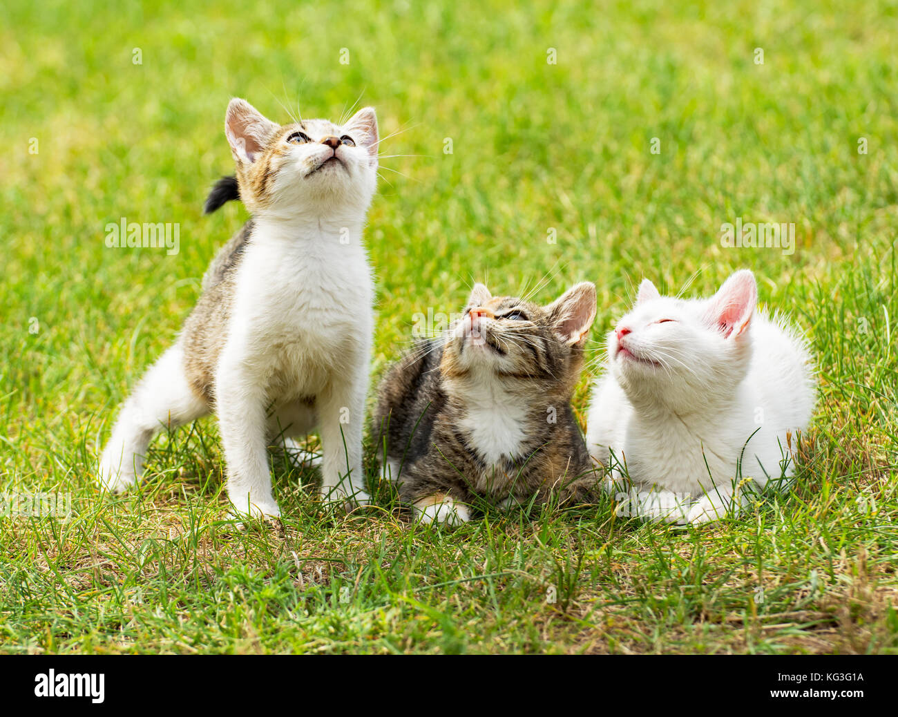 Three cute kittens on the grass, all looking up Stock Photo