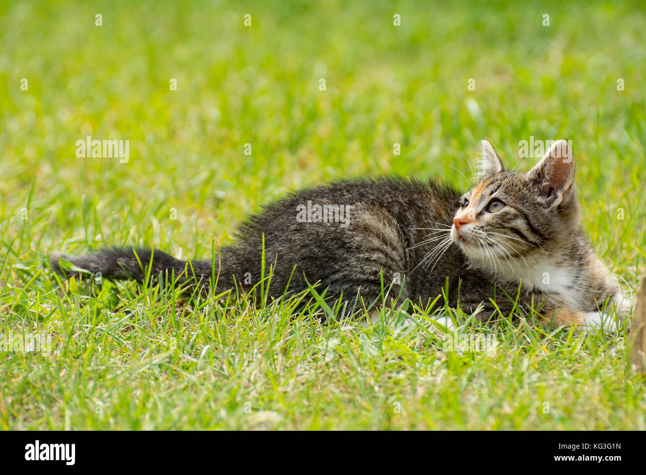 Lovely grey kitten lying in the grass, looking up Stock Photo