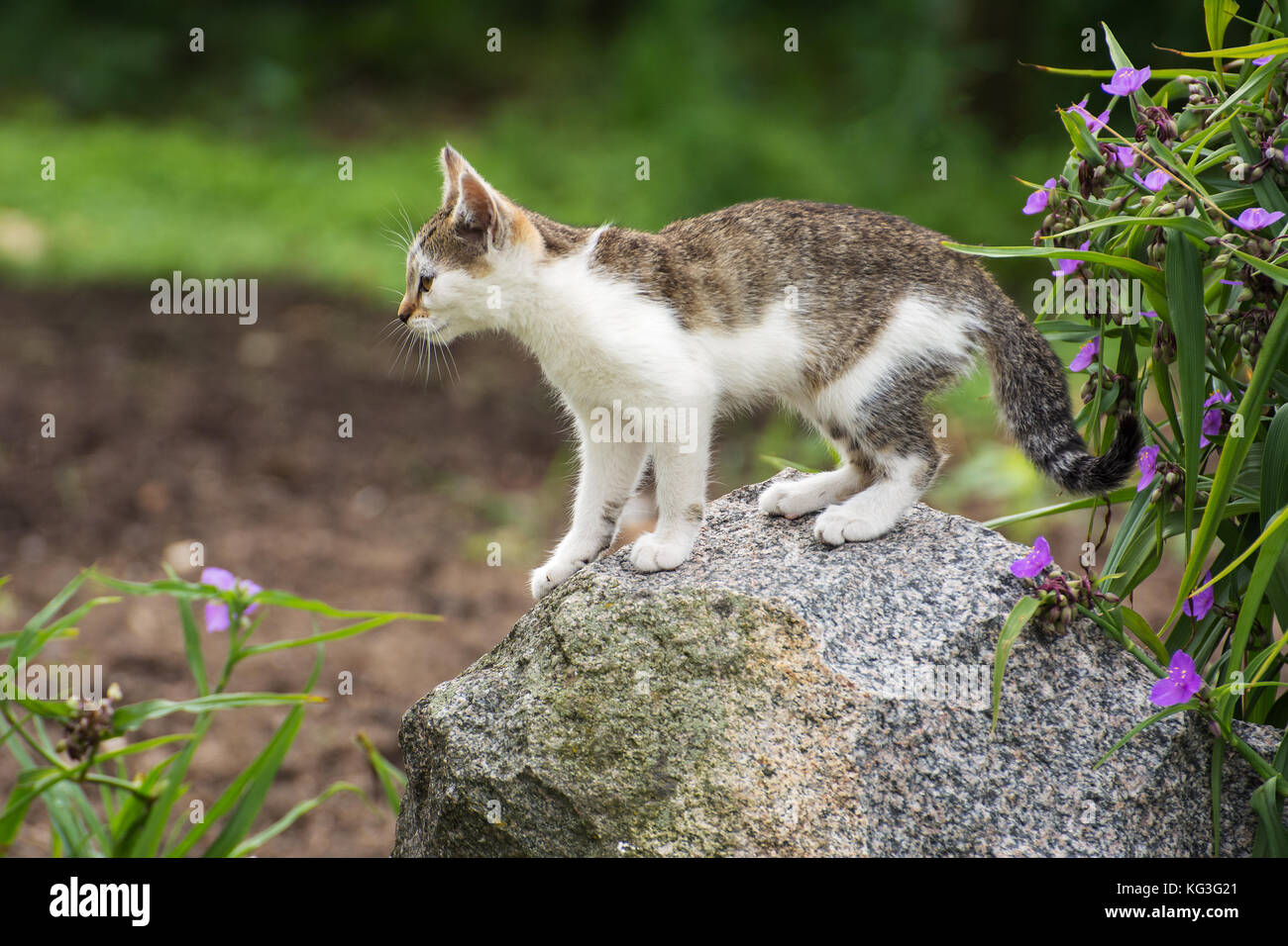 Little kitten standing on a rock in the garden Stock Photo - Alamy