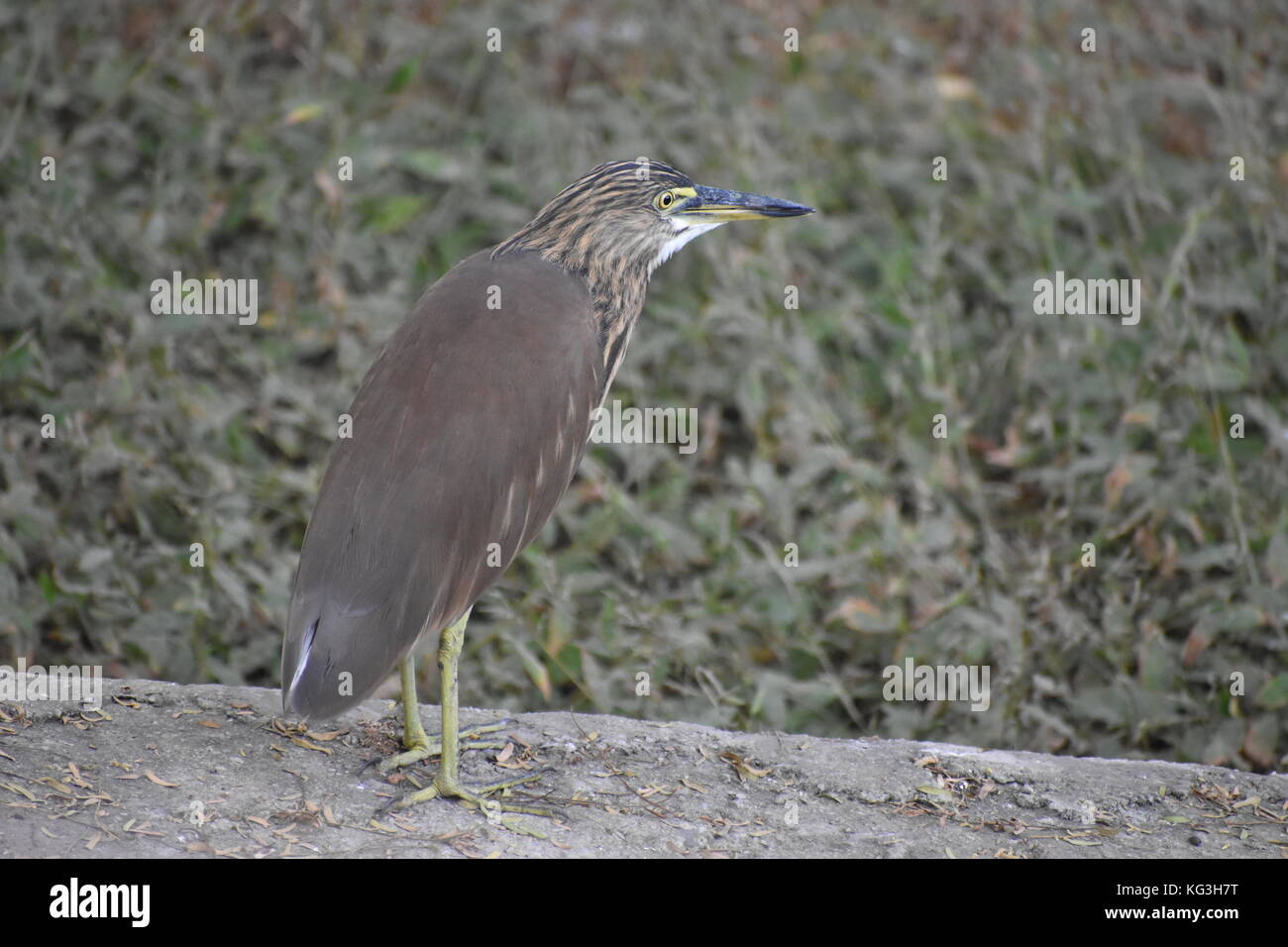 Short-Necked Heron spotted in New Delhi. Often in shaded areas along edges of ponds, walking on fallen logs and branches Stock Photo