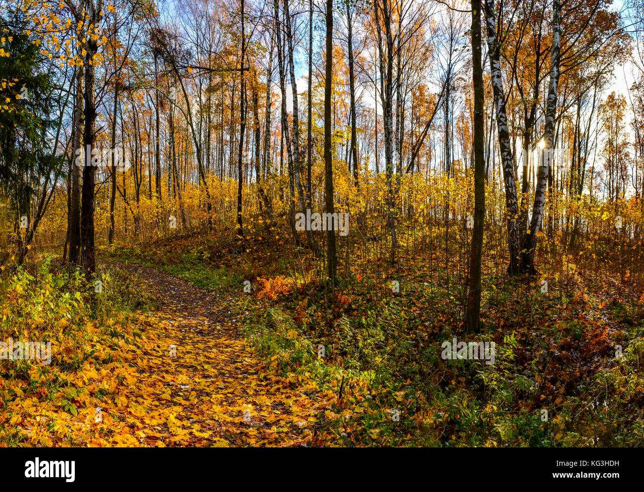 Golden autumn in the forest Park Stock Photo - Alamy